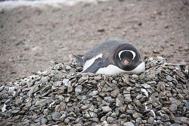 《棕色尘埃》Steam版8月31日开服 支持中文